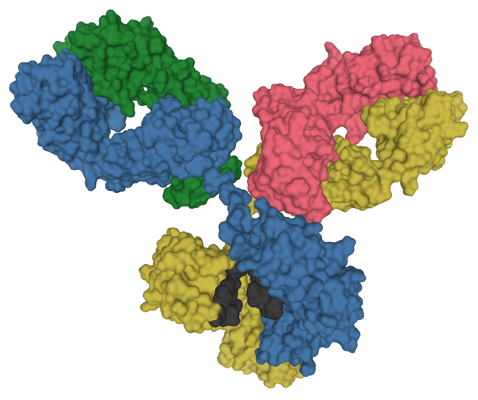 Molecular surface model of an IgG1 antibody with two light chains in green and pink and two heavy chains in blue and yellow